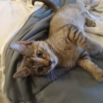 Autumn 5 -  Domestic Short Hair Cat for Adoption in Tucson, Arizona - Autumn 5 | PetCurious