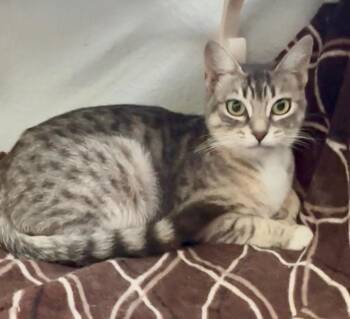 Rescue Tabby Cats for Adoption in Fresno, California - Claudia (mama Sweetie) | PetCurious