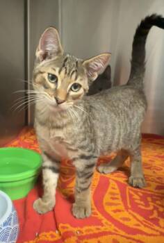 Jeremy Fisher -  Domestic Short Hair Cat for Adoption in Grand Rapids, Michigan - Jeremy Fisher | PetCurious