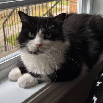 Tuesday -  Domestic Long Hair Cat for Adoption in Cambridge, Ontario - Tuesday | PetCurious