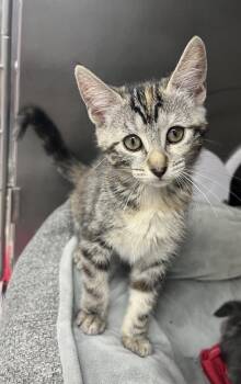 Chai -  Tabby Cat for Adoption in Stockton, California - Chai | PetCurious