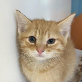 Domestic Short Hair Cats Available for Adoption in Golden, Colorado - Crush | PetCurious