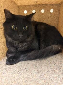 REMMY -  Domestic Long Hair Cat for Adoption in Riverside, California - REMMY | PetCurious