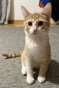 Rescue Domestic Short Hair Cats for Adoption in Chicago, Illinois - Fionna | PetCurious