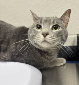 Rescue Domestic Short Hair Cats for Adoption in Sheboygan, Wisconsin - Lennon | PetCurious