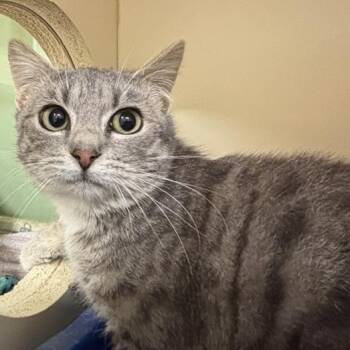 Domestic Short Hair Cats Available for Adoption - Cheerleader | PetCurious