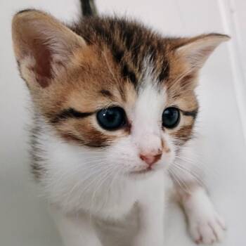 Domestic Short Hair Cats Available for Adoption in Wappingers Falls, New York - Jackie (aka Jake) | PetCurious