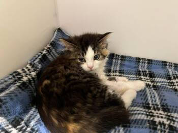 Agathe -  Domestic Medium Hair Cat for Adoption in Delson, Quebec - Agathe | PetCurious