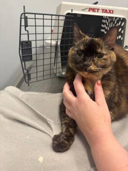 Glitter Sticks -  Domestic Short Hair Cat for Adoption in Bloomington, Indiana - Glitter Sticks | PetCurious