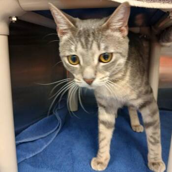 Domestic Short Hair Cats Available for Adoption in Philadelphia, Pennsylvania - Frisky | PetCurious
