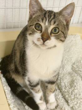 Journey -  Domestic Short Hair Cat for Adoption in St. Helens, Oregon - Journey | PetCurious