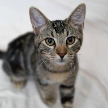 Rescue Domestic Short Hair Cats for Adoption in Brea, California - Tiger | PetCurious