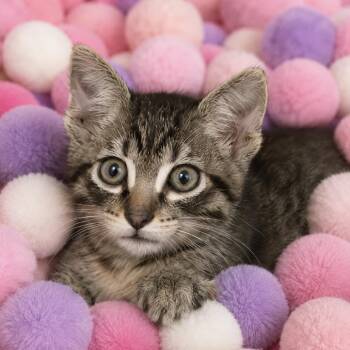 Pomni -  Domestic Short Hair Cat for Adoption in Los Angeles, California - Pomni | PetCurious
