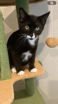 Miller -  Domestic Short Hair Cat for Adoption in Murfreesboro, Tennessee - Miller | PetCurious