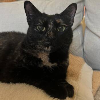 Missy -  Domestic Short Hair Cat for Adoption in Falls Church, Virginia - Missy | PetCurious