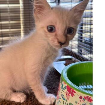 Little Debbie -  Domestic Medium Hair Cat for Adoption in Austin, Texas - Little Debbie | PetCurious