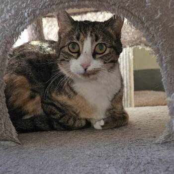 Domestic Short Hair Cats Available for Adoption - Blaze | PetCurious