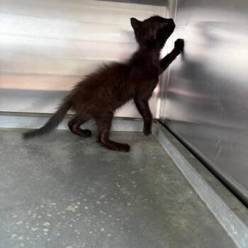 Kenji -  Domestic Short Hair Cat Available for Adoption in Edinburg, Texas - Kenji | PetCurious