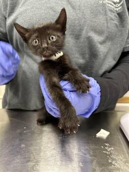 Domestic Short Hair Cats Available for Adoption in Ontario, California - LUNA | PetCurious