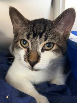 Domestic Short Hair Cats Available for Adoption in Pomona, New York - Lotus | PetCurious