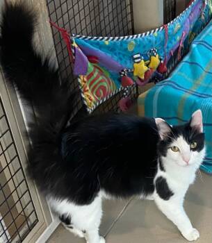 CABBY -  Domestic Long Hair Cat for Adoption in Elizabethton, Tennessee - CABBY | PetCurious