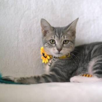 Slate (Courtesy Post) -  Domestic Short Hair Cat for Adoption in Sunnyvale, California - Slate (Courtesy Post) | PetCurious