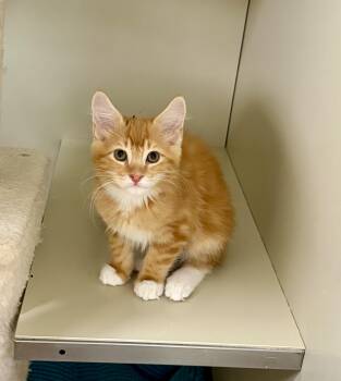 Todd -  Domestic Long Hair Cat for Adoption in Kerrville, Texas - Todd | PetCurious