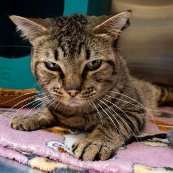 Graydar -  Domestic Short Hair Cat for Adoption in Baltimore, Maryland - Graydar | PetCurious