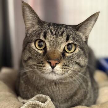 Domestic Short Hair Cats Available for Adoption - Torashi | PetCurious