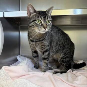 Domestic Short Hair Cats Available for Adoption - Bug | PetCurious