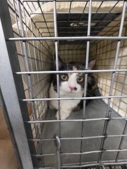 MONROE -  Domestic Long Hair Cat for Adoption in Las Vegas, Nevada - MONROE | PetCurious