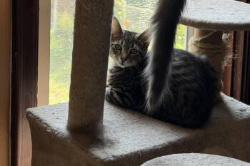 Cashew -  Domestic Short Hair Cat for Adoption in Bethel Park, Pennsylvania - Cashew | PetCurious