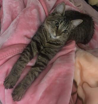 Rescue Domestic Short Hair Cats for Adoption in Avon, New York - Edna | PetCurious