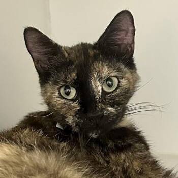 Guava -  Domestic Short Hair Cat for Adoption in Walnut Creek, California - Guava | PetCurious
