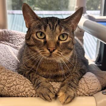 Parrot -  Domestic Short Hair Cat for Adoption in Alexandria, Virginia - Parrot | PetCurious