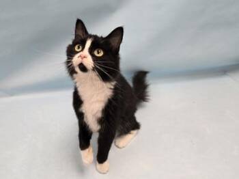 Lois Lane -  Domestic Long Hair Cat for Adoption in Minneapolis, Minnesota - Lois Lane | PetCurious
