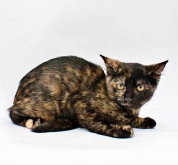 Piper -  Domestic Short Hair Cat for Adoption in Morton Grove, Illinois - Piper | PetCurious