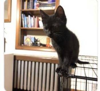 Bubbles -  Domestic Short Hair Cat for Adoption - Bubbles | PetCurious