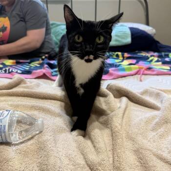 Fergie -  Domestic Short Hair Cat for Adoption in Gilbert, Arizona - Fergie | PetCurious
