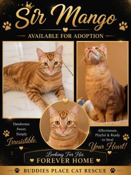 Sir Mango -  Domestic Short Hair and Tabby Cat for Adoption in Fort Worth, Texas - Sir Mango | PetCurious