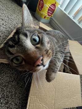 Tabby Cats Available for Adoption - Momo | PetCurious