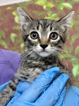 Domestic Short Hair Cats Available for Adoption in San Antonio, Texas - Moss | PetCurious