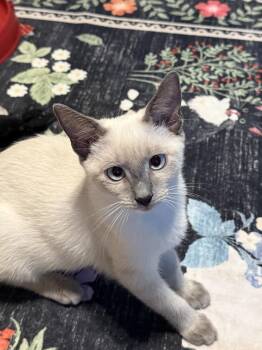 Hana 2 -  Siamese and Domestic Short Hair Cat for Adoption in Austin, Texas - Hana 2 | PetCurious