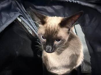 MOJO -  Siamese Cat for Adoption in Charlotte, North Carolina - MOJO | PetCurious