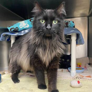 Domestic Long Hair Cats Available for Adoption in Grand Rapids, Michigan - Calvin | PetCurious