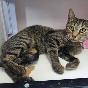 Elizabeth -  Domestic Short Hair Cat for Adoption in Duncan, Oklahoma - Elizabeth | PetCurious