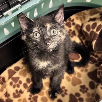 Mercedes -  Domestic Short Hair Cat for Adoption in Abilene, Texas - Mercedes | PetCurious