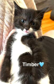 Timber -  Tuxedo Cat for Adoption in Beckley, West Virginia - Timber | PetCurious
