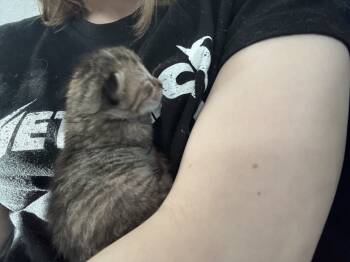 Rescue Domestic Short Hair Cats for Adoption in Virginia Beach, Virginia - Nudge | PetCurious