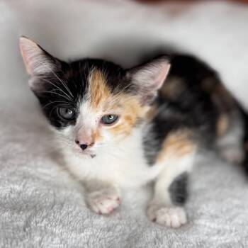 Rescue Domestic Short Hair Cats for Adoption in San Antonio, Texas - Sybil | PetCurious